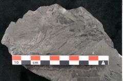 Foto (Detailansicht) von Asterocarpus meriani Br. (NHMW-GEO-2024-0188-10493)